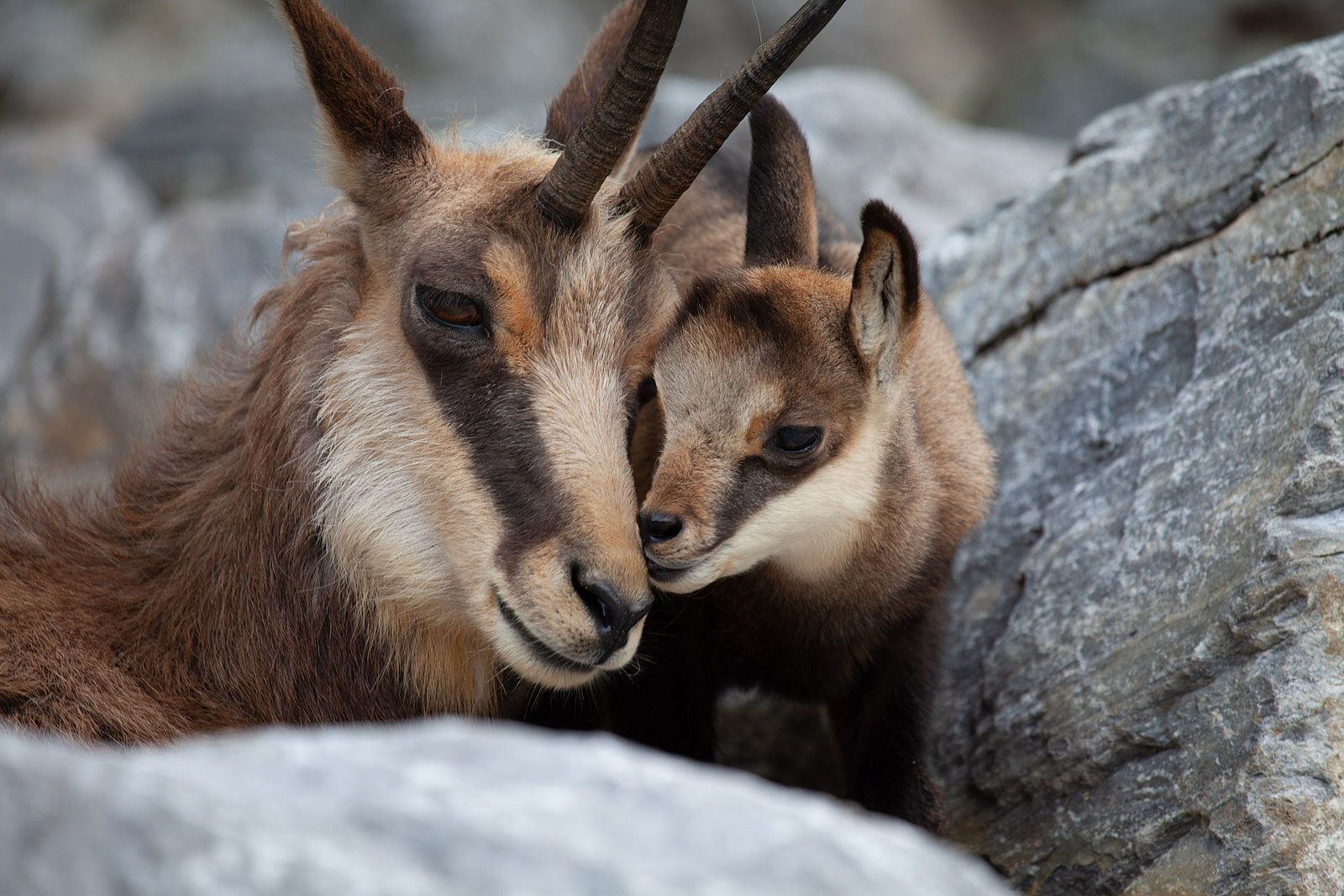 Alpenzoo Innsbruck